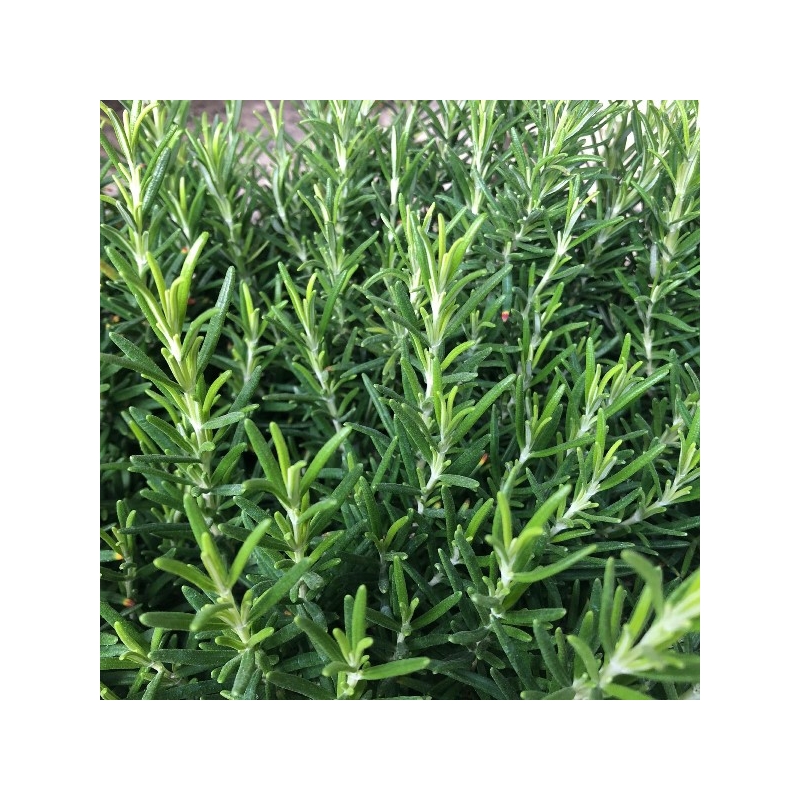 Pianta di Rosmarino Eretto Officinalis in Vaso 14cm