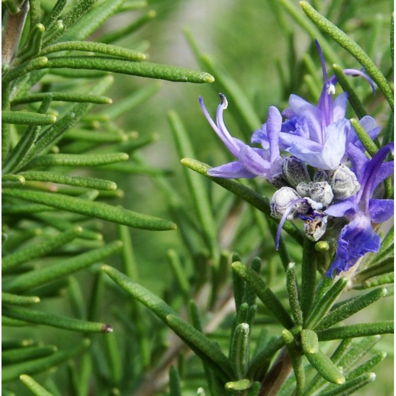 Pianta di Rosmarino Eretto Officinalis in Vaso 14cm