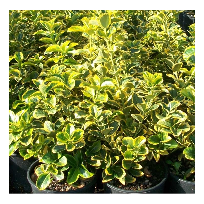 PIANTA DA SIEPE Pianta Euonymus Esmerald Gold vaso 18 cm h. 30-40 cm