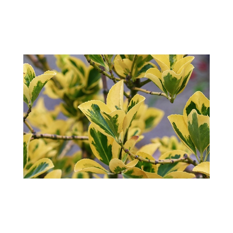 PIANTA DA SIEPE Pianta Euonymus Esmerald Gold vaso 18 cm h. 30-40 cm