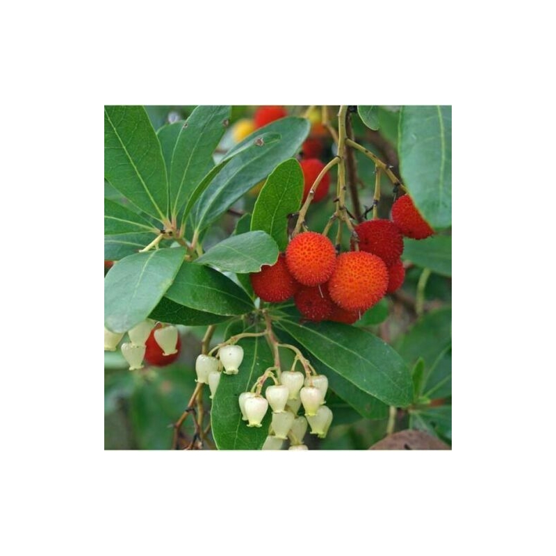 PIANTA DI CORBEZZOLO, ARBUTUS UNEDO VASO 24 CM h.80-100 cm