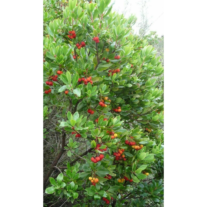 PIANTA DI CORBEZZOLO, ARBUTUS UNEDO VASO 24 CM h.80-100 cm