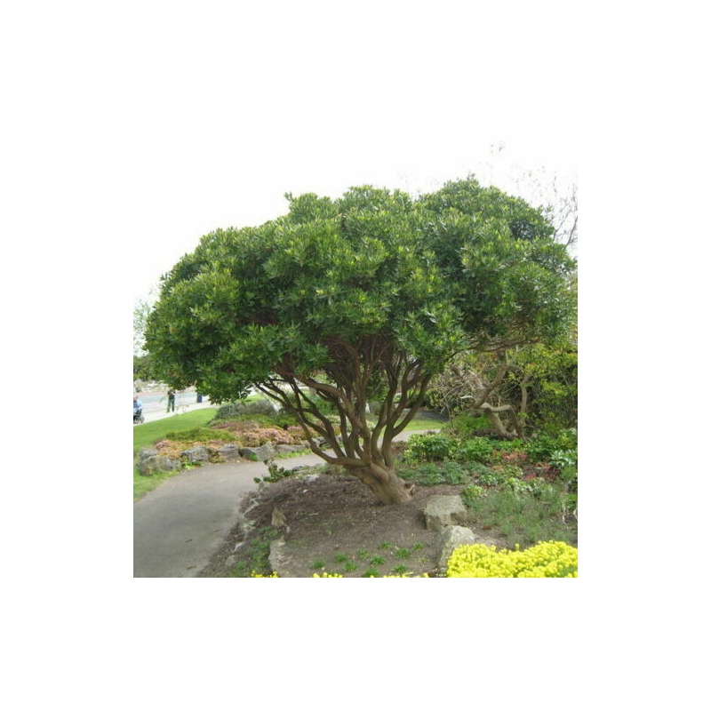 PIANTA DI CORBEZZOLO, ARBUTUS UNEDO VASO 24 CM h.80-100 cm